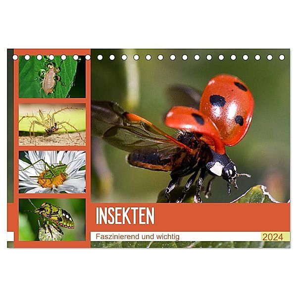 Insekten. Faszinierend und wichtig (Tischkalender 2024 DIN A5 quer), CALVENDO Monatskalender, Elisabeth Stanzer