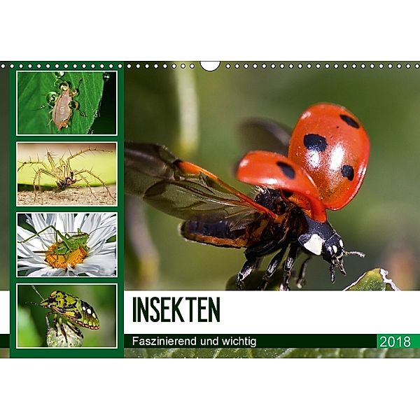 Insekten. Faszinierend und wichtig (Wandkalender 2018 DIN A3 quer) Dieser erfolgreiche Kalender wurde dieses Jahr mit gl, Elisabeth Stanzer