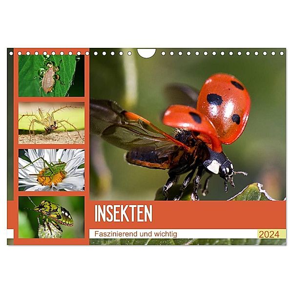 Insekten. Faszinierend und wichtig (Wandkalender 2024 DIN A4 quer), CALVENDO Monatskalender, Elisabeth Stanzer