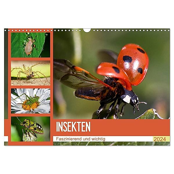 Insekten. Faszinierend und wichtig (Wandkalender 2024 DIN A3 quer), CALVENDO Monatskalender, Elisabeth Stanzer
