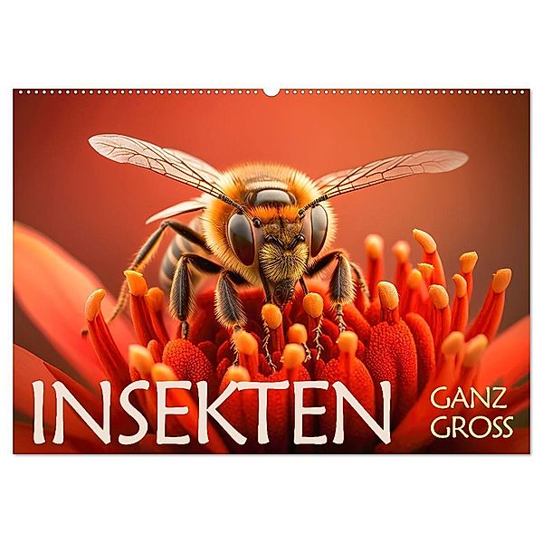 Insekten ganz gross (Wandkalender 2024 DIN A2 quer), CALVENDO Monatskalender, Daniel Rohr
