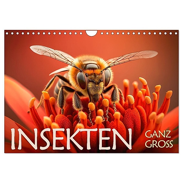 Insekten ganz gross (Wandkalender 2024 DIN A4 quer), CALVENDO Monatskalender, Daniel Rohr