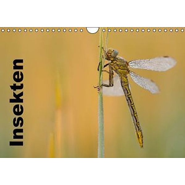 Insekten ganz nah (Wandkalender 2016 DIN A4 quer), Denny Hildenbrandt