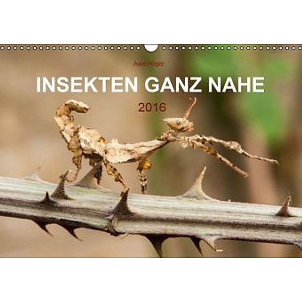INSEKTEN GANZ NAHE (Wandkalender 2016 DIN A3 quer), Axel Hilger