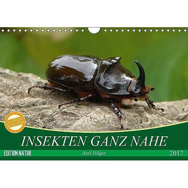 INSEKTEN GANZ NAHE (Wandkalender 2017 DIN A4 quer), Axel Hilger