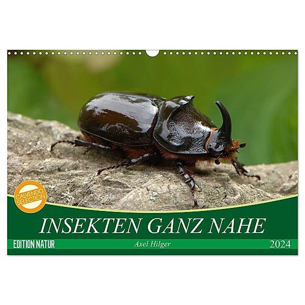 INSEKTEN GANZ NAHE (Wandkalender 2024 DIN A3 quer), CALVENDO Monatskalender, Axel Hilger