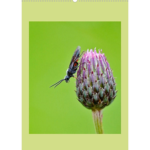 Insekten in ihrer Welt (Wandkalender 2023 DIN A2 hoch), C. Stenner