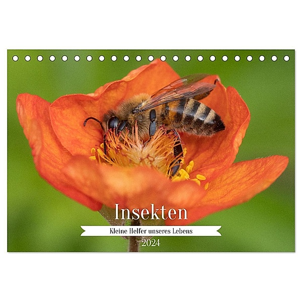 Insekten - Kleine Helfer unseres Lebens (Tischkalender 2024 DIN A5 quer), CALVENDO Monatskalender, Nikolai Röttger