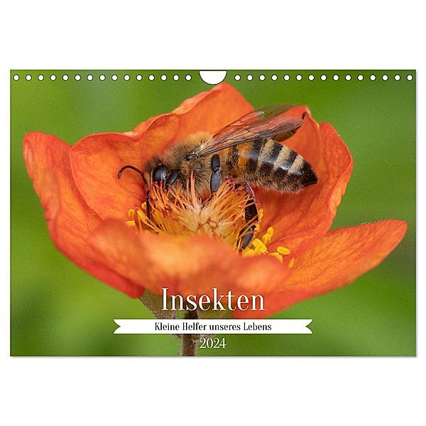 Insekten - Kleine Helfer unseres Lebens (Wandkalender 2024 DIN A4 quer), CALVENDO Monatskalender, Nikolai Röttger