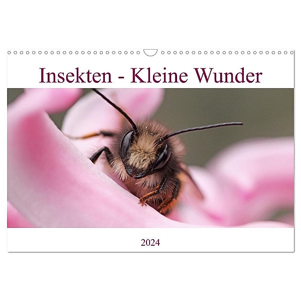 Insekten - Kleine Wunder (Wandkalender 2024 DIN A3 quer), CALVENDO Monatskalender, Christine Wirges