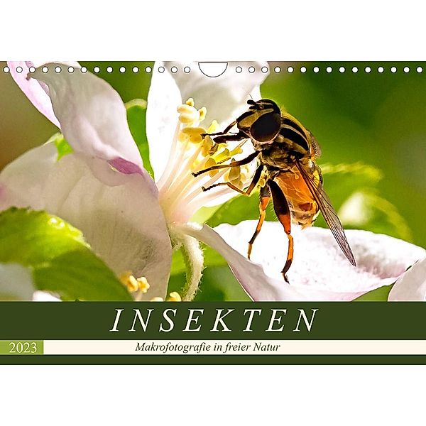 INSEKTEN - Makrofotografie in freier Natur (Wandkalender 2023 DIN A4 quer), Andrea Dreegmeyer