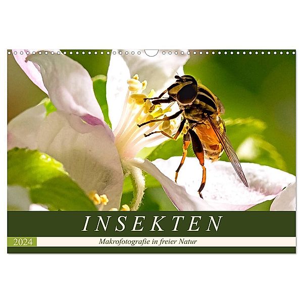 INSEKTEN - Makrofotografie in freier Natur (Wandkalender 2024 DIN A3 quer), CALVENDO Monatskalender, Andrea Dreegmeyer