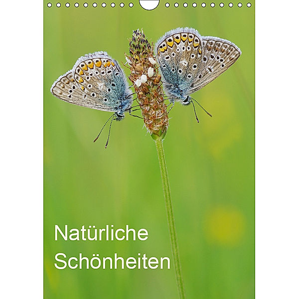 Insekten,Schönheiten der Natur (Wandkalender 2019 DIN A4 hoch), Jürgen Blum