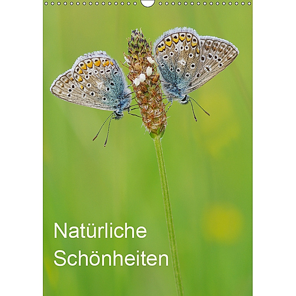 Insekten,Schönheiten der Natur (Wandkalender 2019 DIN A3 hoch), Jürgen Blum