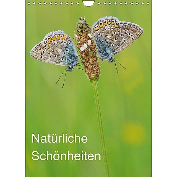 Insekten,Schönheiten der Natur (Wandkalender 2023 DIN A4 hoch), Jürgen Blum