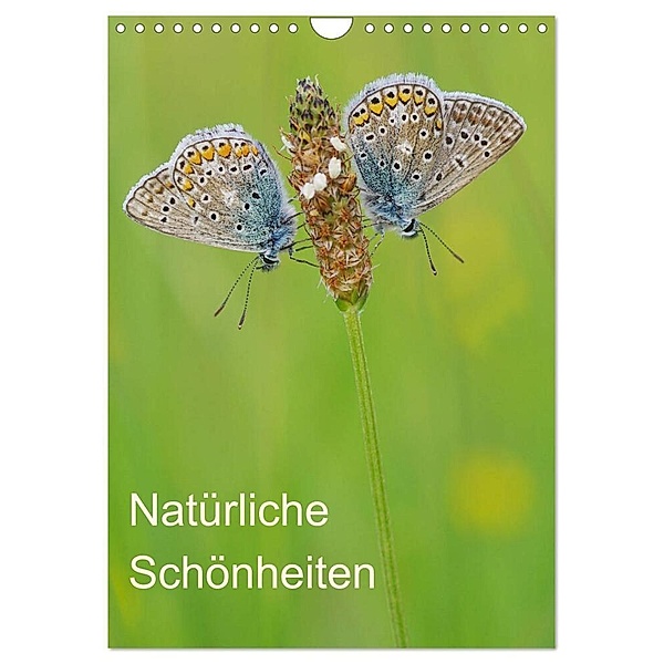 Insekten,Schönheiten der Natur (Wandkalender 2024 DIN A4 hoch), CALVENDO Monatskalender, Jürgen Blum