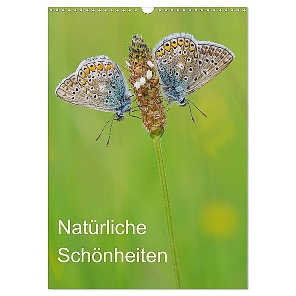 Insekten,Schönheiten der Natur (Wandkalender 2024 DIN A3 hoch), CALVENDO Monatskalender, Jürgen Blum