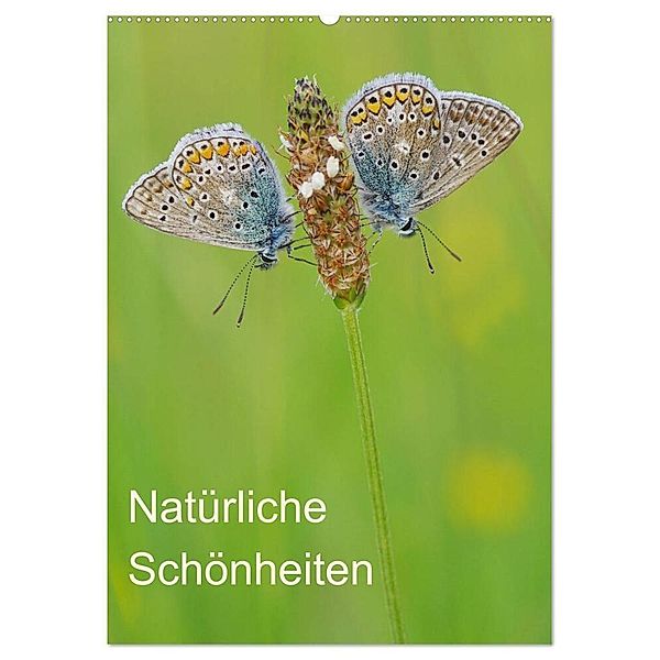 Insekten,Schönheiten der Natur (Wandkalender 2024 DIN A2 hoch), CALVENDO Monatskalender, Jürgen Blum