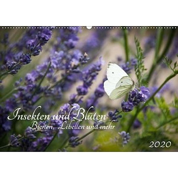 Insekten und Blüten - Bienen, Libellen und mehr (Wandkalender 2020 DIN A2 quer), Barbara Wilms