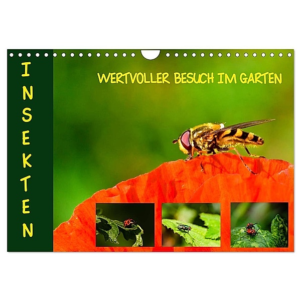 Insekten - wertvolle Gäste im Garten (Wandkalender 2024 DIN A4 quer), CALVENDO Monatskalender, Brinja Schmidt