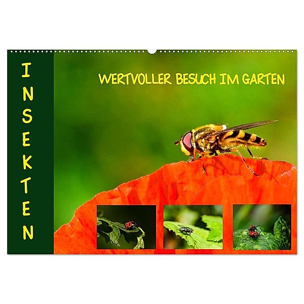 Insekten - wertvolle Gäste im Garten (Wandkalender 2024 DIN A2 quer), CALVENDO Monatskalender, Brinja Schmidt