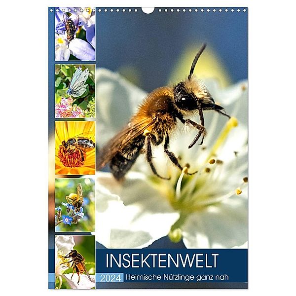 INSEKTENWELT - Heimische Nützlinge ganz nah (Wandkalender 2024 DIN A3 hoch), CALVENDO Monatskalender, Calvendo, Andrea Dreegmeyer