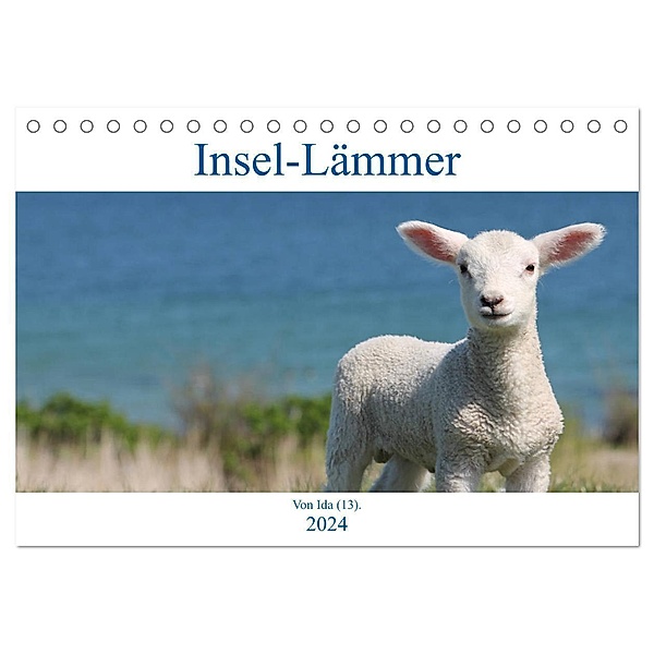 Insel-Lämmer (Tischkalender 2024 DIN A5 quer), CALVENDO Monatskalender, Ida Kaminski