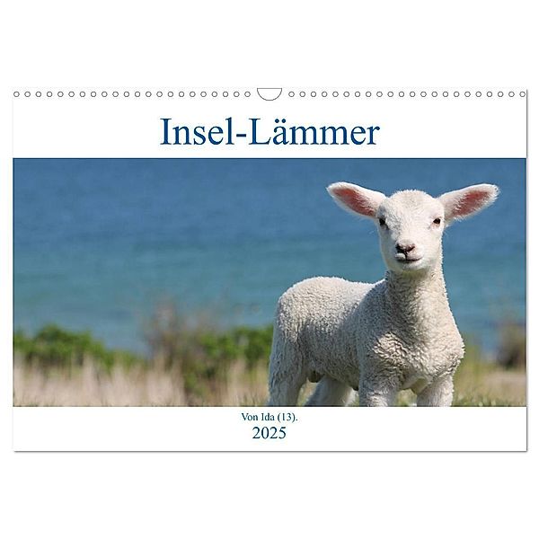 Insel-Lämmer (Wandkalender 2025 DIN A3 quer), CALVENDO Monatskalender, Calvendo, Ida Kaminski