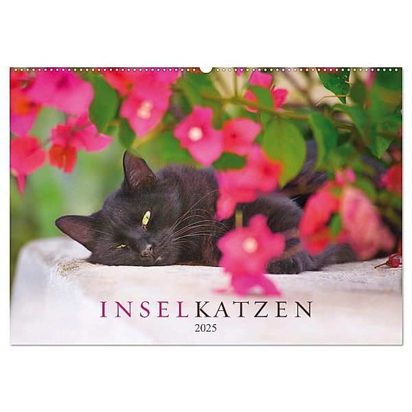 Inselkatzen (Wandkalender 2025 DIN A2 quer), CALVENDO Monatskalender, Calvendo, Christina Krutz