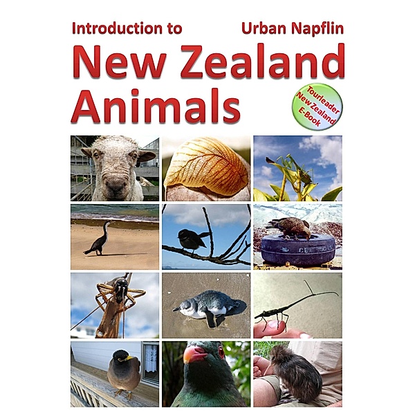 Introduction to New Zealand Animals, Urban Napflin