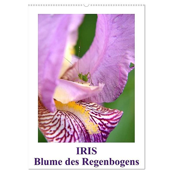 Iris, Blume des Regenbogens (Wandkalender 2024 DIN A2 hoch), CALVENDO Monatskalender, Willi Haas