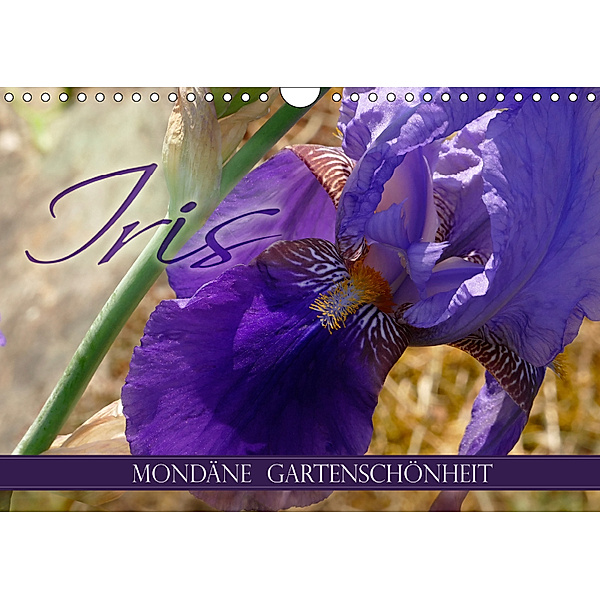 Iris - mondäne Gartenschönheit (Wandkalender 2019 DIN A4 quer), Christine B-B Müller