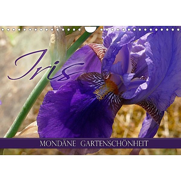 Iris - mondäne Gartenschönheit (Wandkalender 2023 DIN A4 quer), Christine B-B Müller