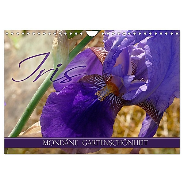 Iris - mondäne Gartenschönheit (Wandkalender 2024 DIN A4 quer), CALVENDO Monatskalender, Christine B-B Müller