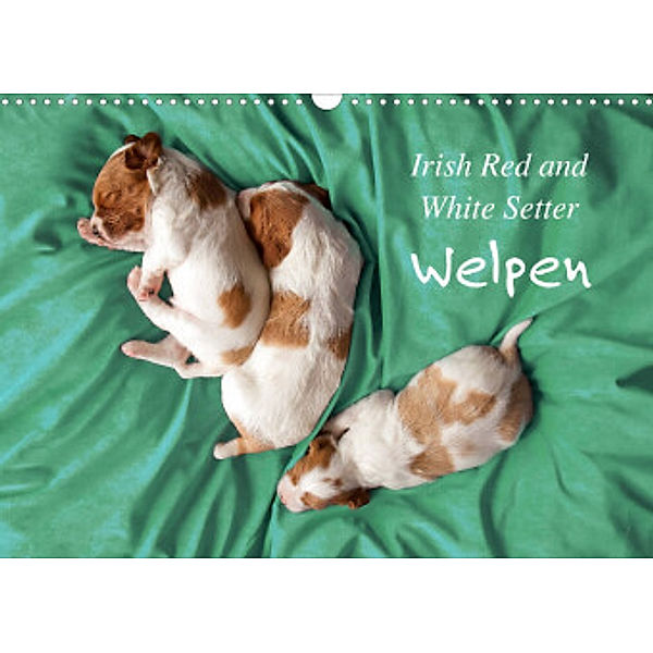 Irish Red and White Setter Welpen (Wandkalender 2022 DIN A3 quer), Kristina Rütten