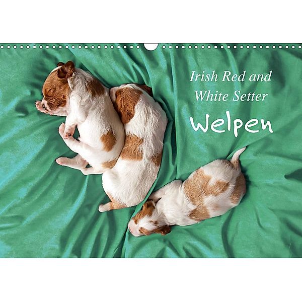 Irish Red and White Setter Welpen (Wandkalender 2023 DIN A3 quer), Kristina Rütten