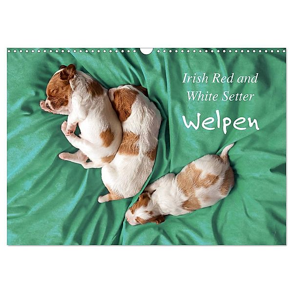 Irish Red and White Setter Welpen (Wandkalender 2025 DIN A3 quer), CALVENDO Monatskalender, Calvendo, Kristina Rütten