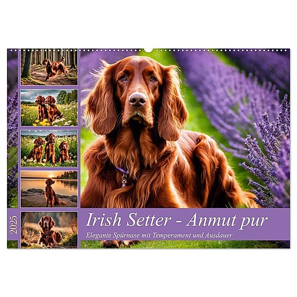 Irish Setter - Anmut pur (Wandkalender 2025 DIN A2 quer), CALVENDO Monatskalender, Calvendo, Claudia Kleemann