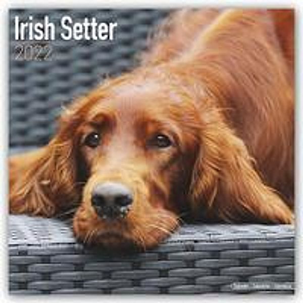 Irish Setter - Irish Setter 2022 - 16-Monatskalender, Avonside Publishing Ltd