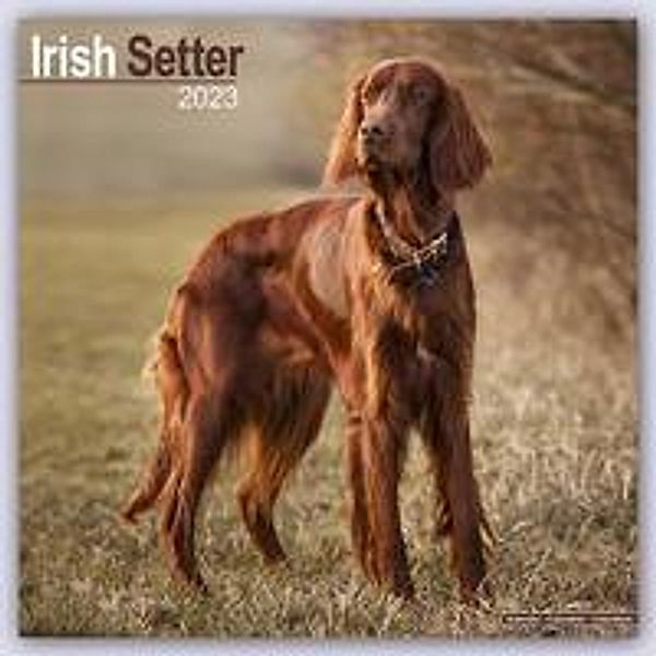 Irish Setter - Irish Setter 2023 - 16-Monatskalender, Avonside Publishing Ltd