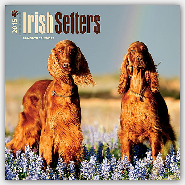 Irish Setters 2015 - Irish Setter