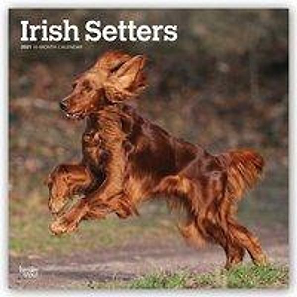 Irish Setters - Irish Setter 2021 - 16-Monatskalender mit freier DogDays-App, BrownTrout Publisher