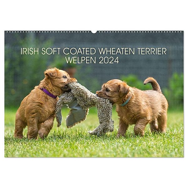 IRISH SOFT COATED WHEATEN TERRIER WELPEN 2024 (Wandkalender 2024 DIN A2 quer), CALVENDO Monatskalender, Annett Mirsberger