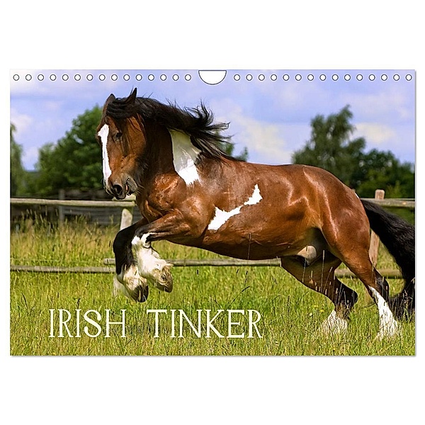 Irish Tinker (Wandkalender 2024 DIN A4 quer), CALVENDO Monatskalender, Gabriela Wejat-Zaretzke
