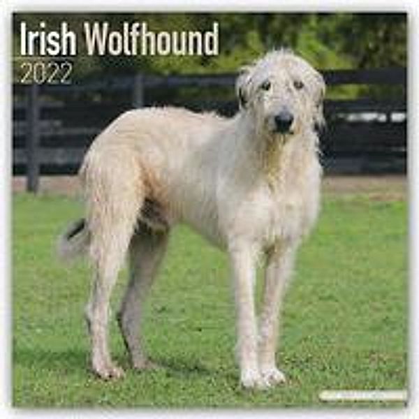 Irish Wolfhound - Irischer Wolfshund 2022 - 16-Monatskalender, Avonside Publishing Ltd