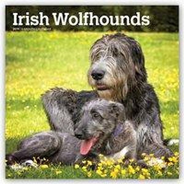 Irish Wolfhounds - Irische Wolfshunde 2019 - 18-Monatskalend