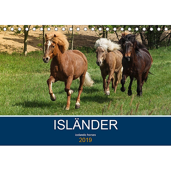Isländer - icelandic horses (Tischkalender 2019 DIN A5 quer), Alexandra Hollstein