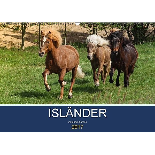 Isländer - icelandic horses (Wandkalender 2017 DIN A2 quer), Alexandra Hollstein