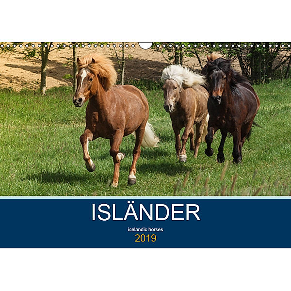 Isländer - icelandic horses (Wandkalender 2019 DIN A3 quer), Alexandra Hollstein