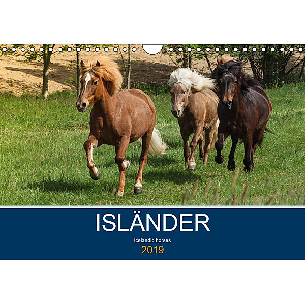 Isländer - icelandic horses (Wandkalender 2019 DIN A4 quer), Alexandra Hollstein